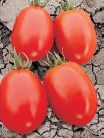 lycopersici Note: production without support in the open, from direct sowing or from nursery, suitable for mechanized harvest SP 109 Plant: determinat, not very branched Fruit: elongated