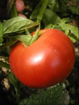 Saint Pierre Plant: very branched, high, well foliated Fruit: round to slightly flattened, with 3-4 ribs, average weight 200g and very tasty Ripening: very late consumption Note: late production in