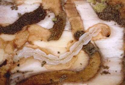 Photograph by Eric Day Emerald ash borer larvae create meandering tunnels in the cambium and phloem