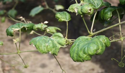 Diseases Black Rot and Downy Mildew the dry weather throughout the region in July has kept the incidence of these diseases from very low to nonexistent in Concord and Niagara vineyards.