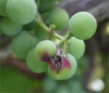 red or purple varieties, like Concord, where a purple halo, or sting, shows where the larvae has hatched from the egg and ate its way into the grape.