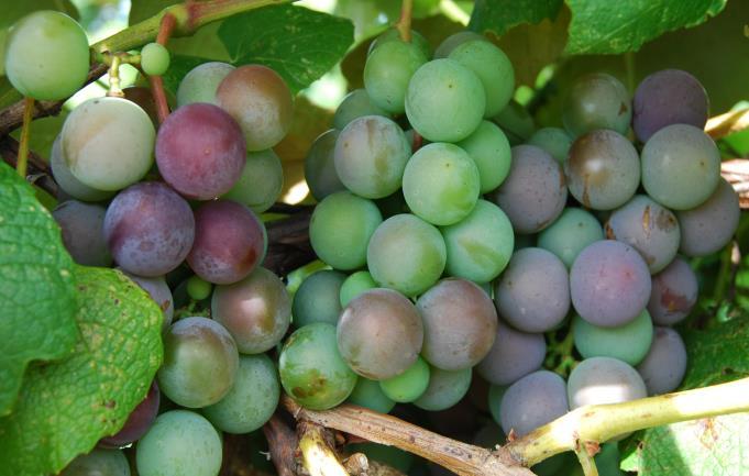 Cultural Practices Luke Haggerty Viticulture Extension Associate Lake Erie Regional Grape Program Veraison is Here Almost As of the 19 th of August I have been finding color in most vineyards that I