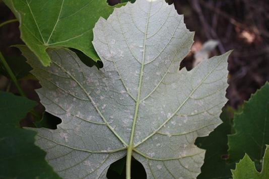 However, I still don t expect major DM leaf infections, as the season progresses, in most Concord vineyards across the region.