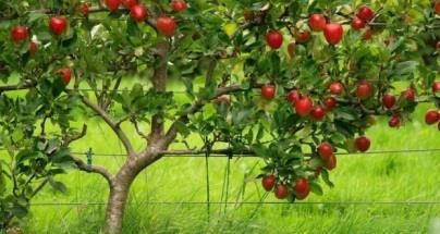 Ag in 10 Minutes a Day! Apples Where Did Apples Come From? The apple was brought to the United States by the Pilgrims in 1620.