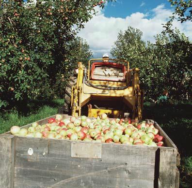 How Do We Get Apples in the Winter? Apples are harvested in late summer and early fall; however, we can buy fresh apples from the store all year. This is due to Controlled Atmosphere Storage.