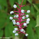 aneberry -hite- seeds