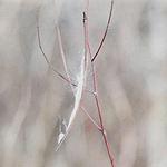 Common Milkweed Asclepias syriaca