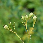 Michigan Caulophyllum thalictroides