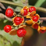 canadensis aneberry-red - red