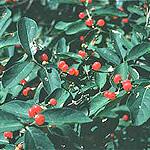 Hawthorn * Prunus serotina