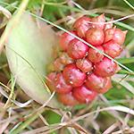 Elderberry* (Am. lk.