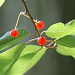 Pin Cherry* fruit Sumac -