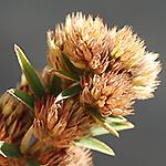 Aronia melanocarpa Glossy uckthorn