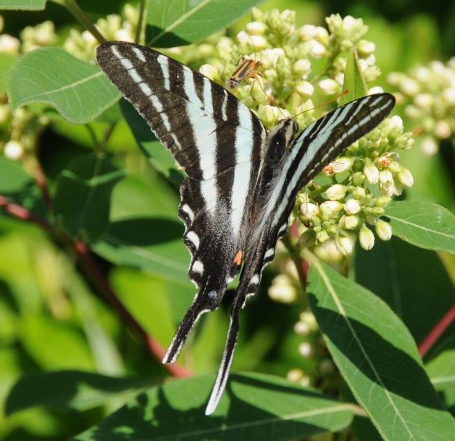 Larval Food Source: Trees Many Common Butterflies host on trees, such as: Zebra Swallowtail Host