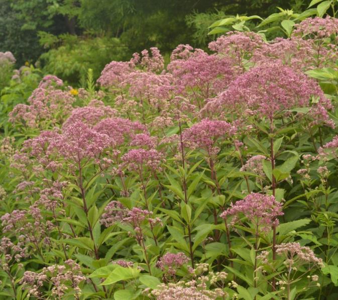 Nectar Sources Common Name: Joe Pye Weed Scientific Name: Eutrochium purpureum Family: Bloom Time: Aster Family