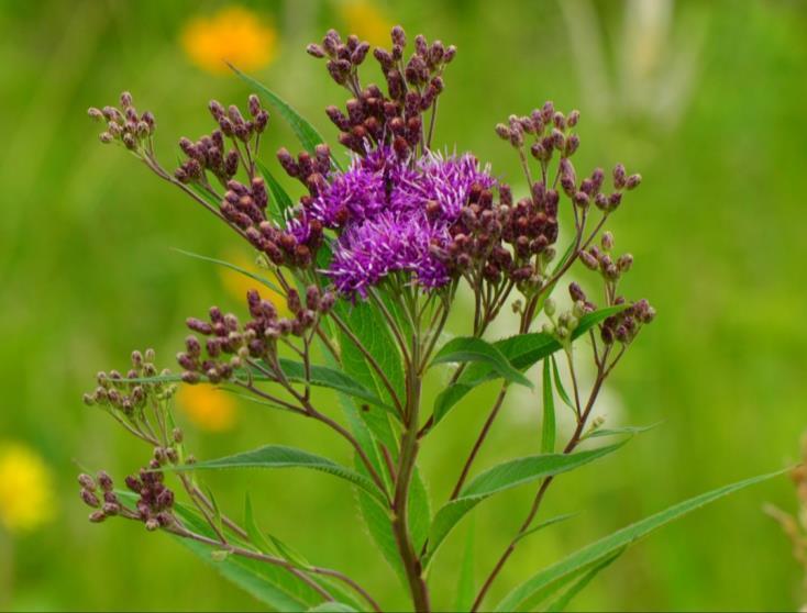 Nectar Sources Common Name: Ironweed Scientific Name: Vernonia fasciculata Family: Aster Family (Asteraceae) Bloom Time: July -