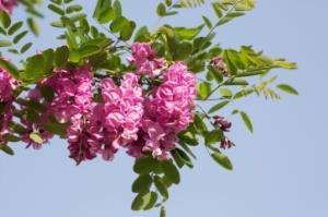 Burgundy $115 Summer Blooms 15-20 tall Vitex: 30G