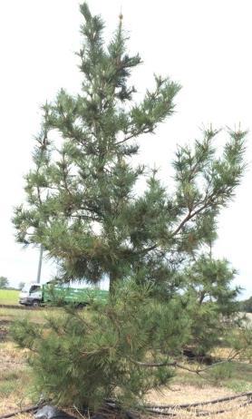 Black Pine 150 gallon $300 A14 Live Oak 45