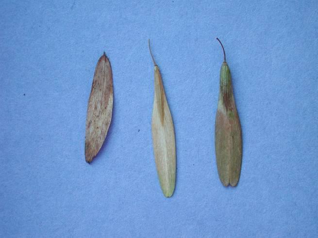 Comparison of black, green and white ash seeds Note that the angle of the wing is much straighter on green