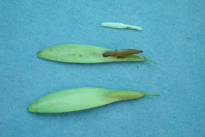 These seeds are ready to collect because the seed coat is brown, the seed fills the fruit, and the embryo