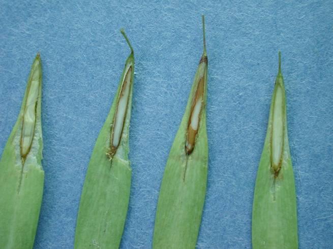 Tan seed coats Longitudinal cuts on green ash seeds showing that the seed
