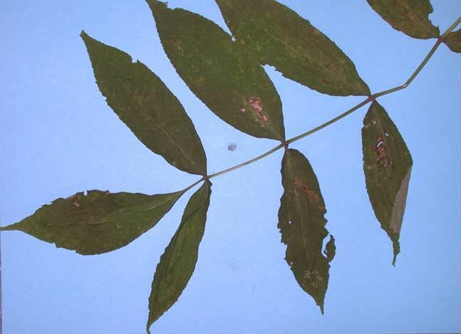 Species characteristics can be variable. A black ash leaf.
