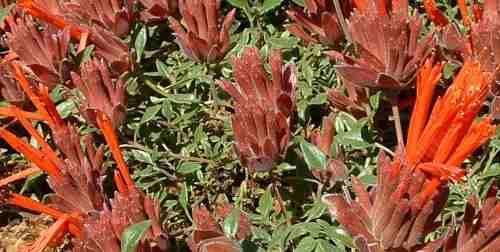 Monardella macrantha Marian Sampson (Scarlet Coyote Mint) This vigorous, disease-resistant selection originated as a chance seedling at Mourning Cloak Ranch and Botanic Garden in Tehachapi and is