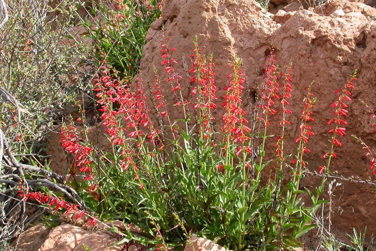 Penstemon eatonii (Firecracker) Penstemon eatonii has leaves arranged in a low rosette next to the ground, and the flowers are borne on vertical flowering stalks 1 ft. to 4 ft. high.