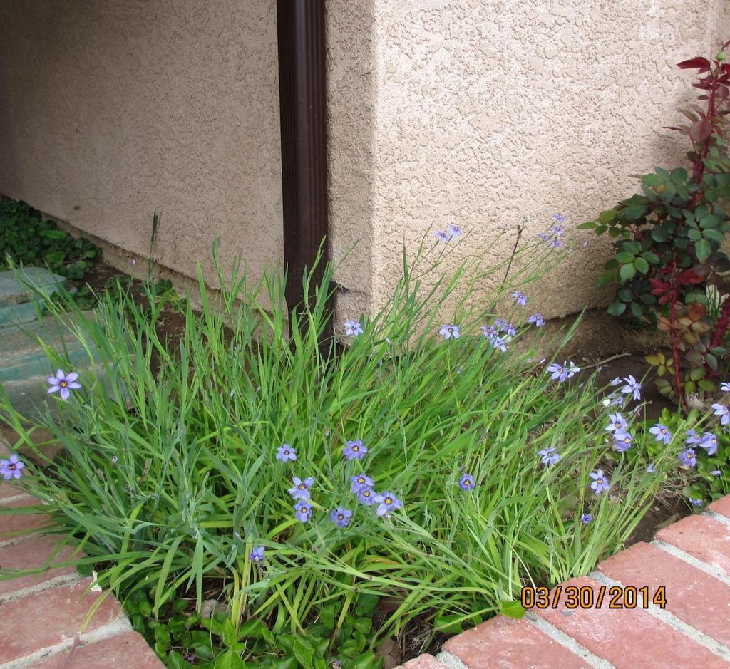 Sisychrinium bellum (Blue Eyed Grass) Small, tufted, rhizomatous plants with miniature fans of iris-like foliage.