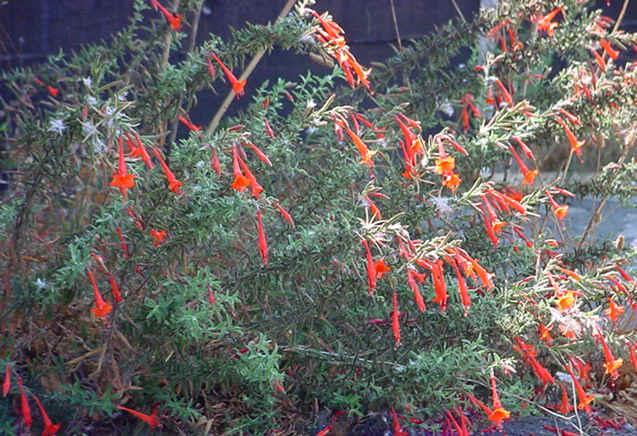 Zauschneria californica (California Fuchsia) The California fuchsia is a showy perennial shrub that grows 1-2 ft. high with upright stems.