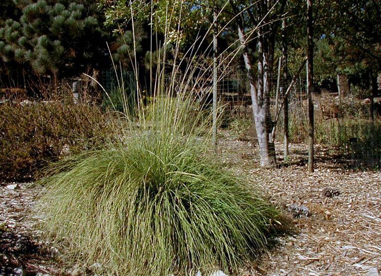 Ornamental Grasses: Muhlenbergia rigens (Deer Grass) Deer grass is a 3 foot perennial with 2 foot plumes rising above the plant.