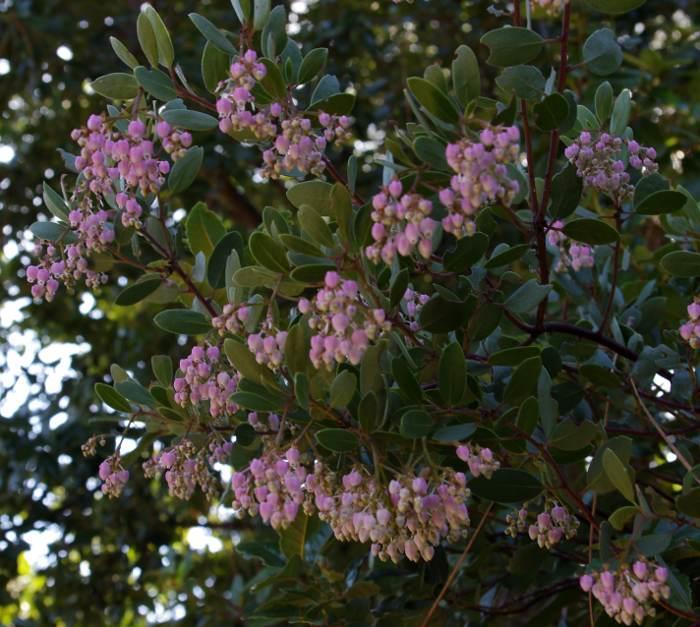 SHRUBS: Arctostaphylos bakeri (Louis Edmunds, Manzanita) Louis Edmunds manzanita is an eight to ten foot evergreen shrub. The manzanita to plant for the gray foliage and purple, not red, bark.