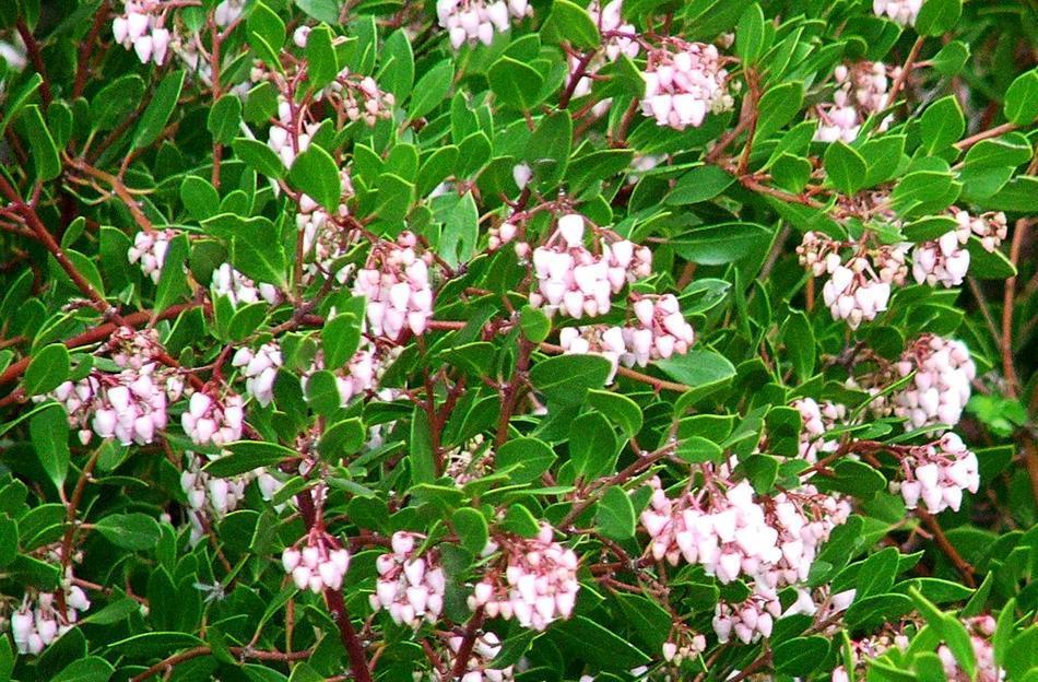 Arctostaphylos densiflora (Howard McMinn Manzanita) A medium-sized, evergreen mounding shrub to 7 to 10 feet tall by as wide with a densely-branched structure can be kept smaller by pruning.