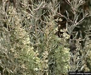 Atriplex canescens (Four-Wing Saltbush) An evergreen perennial rounded shrub with gray-green leaves that is densely branched and grows to five feet high and eight feet wide.