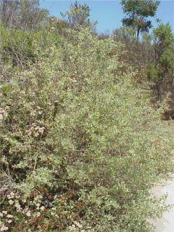Atriplex lentiformis (Quail Bush) Spreading shrub can grow up to eight feet. Has scaly gray-green leaves.