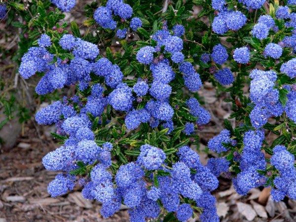 Ceanothus concha (Wild Lilac) Ceanothus 'Concha' grow to about 4' high by 4' wide in the interior and deserts. This cultivar has deep blue flowers, is drought tolerant, and garden tolerant.