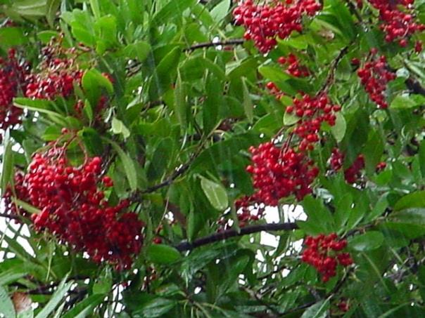 Heteromeles arbutifolia (Toyon) Large evergreen shrub or small tree