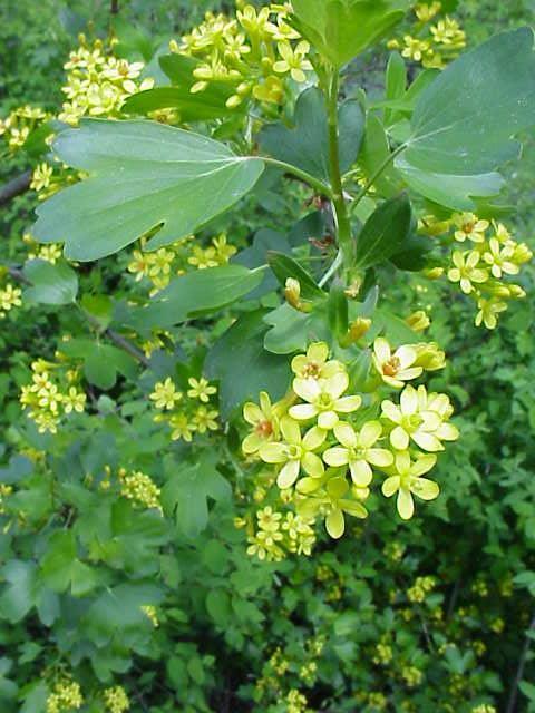 Ribes aureum (Golden Currant) A 3-6' short deciduous shrub. The flowers are scented yellow. It flowers from April to May. Native to moist areas, central Sierra Nevada east to Rocky Mtns.