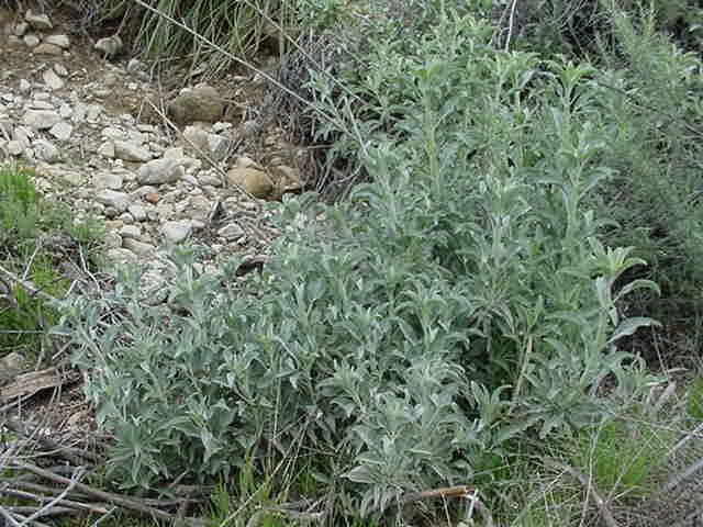 Salvia apiana (California White Sage) Woody evergreen sub-shrub.