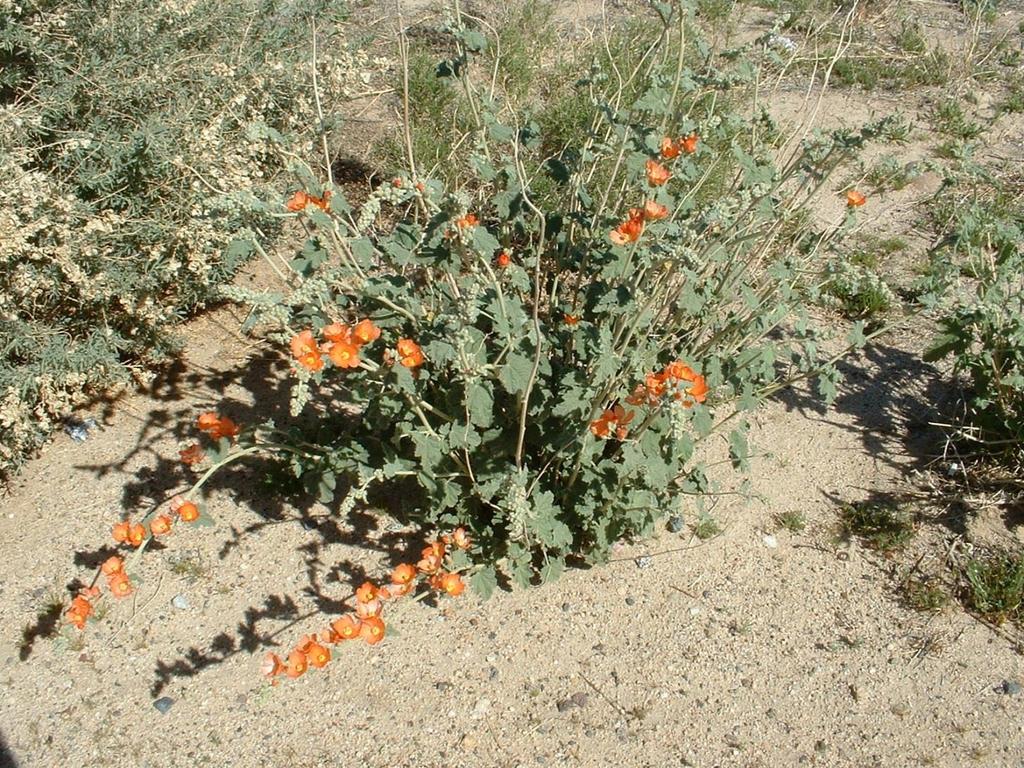 Sphaeralcea ambigua (Apricot Mallow) Grayish green plant which grows in clumps.