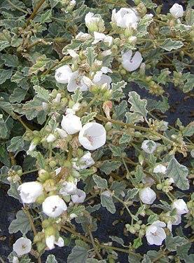 Sphaeralcea fulva La Luna (White Globe Mallow) Hybrid: Native to Baja California, this lovely perennial plant, similar to the Apricot Mallow, is also in the hibiscus family.