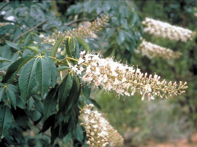 TREES and OTHERS: Aesculus californica (California Buckeye) A deciduous, small tree, normally growing to 15'. The showy 6" creamy- scented flower spikes appear in April-May.