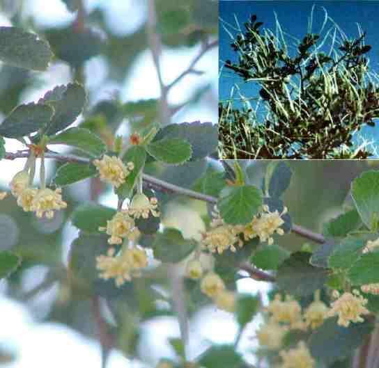 Cercocarpus betuloides (Mountain Mahogany) Mountain Mahogany is an evergreen shrub, 8', found in Oregon, California, and east to the Rocky Mountains.
