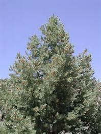 Pinus monophylla (Single leaf Pinon Pine) This pine is one of the most widespread trees in the Great Basin and the pinon seeds provided an important food for Native Americans of the Great Basin.