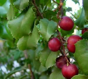 Prunus ilicifolia (Holly Leaf Cherry) Grows into a large shrub or small