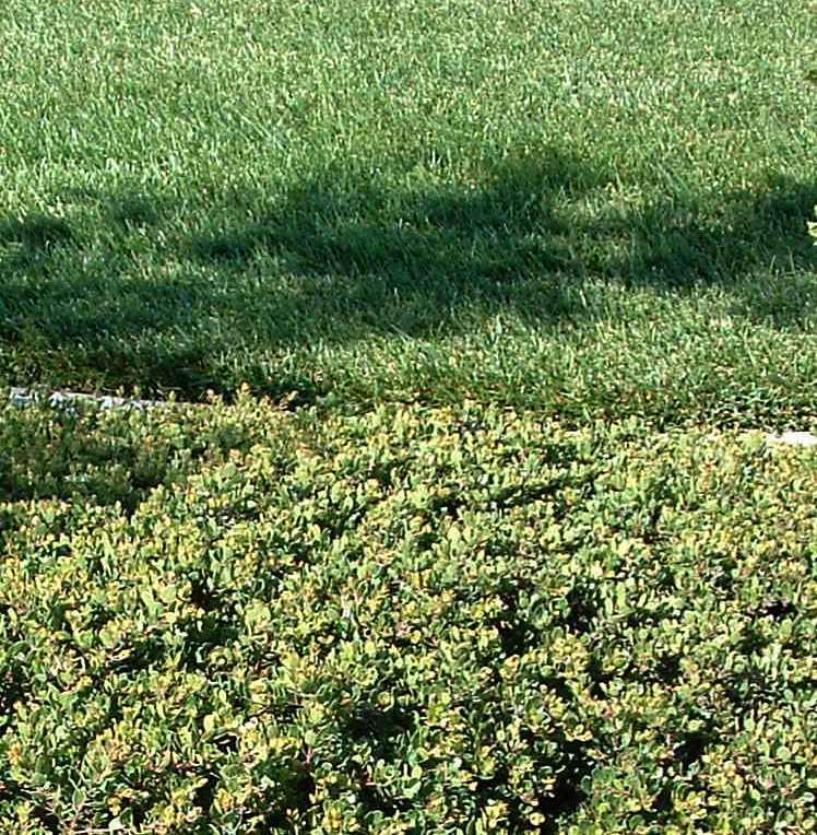 GROUNDCOVERS: Arctostaphylos Emerald Carpet (Manzanita) Emerald Carpet manzanita is an evergreen groundcover.