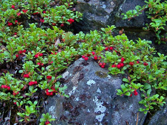 Arctostaphylos uva-ursi (Woods compact Manzanita, Bearberry Manzanita) Probably our most shade tolerant groundcover Manzanita, 'Wood's Compact' has dark green foliage, pinkish white flowers, and some