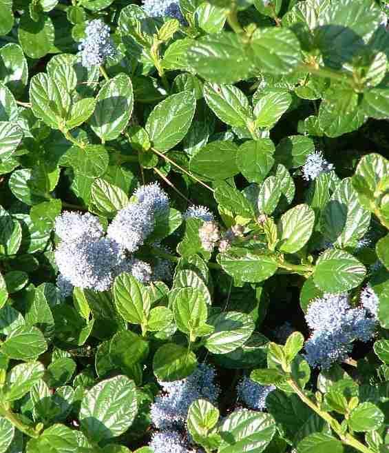 Ceanothus griseus Yankee Point (Mountain Lilac) Ceanothus Yankee Point' is an evergreen shrub that commonly grows two or three feet tall and ten feet wide.