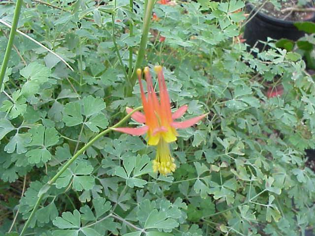 PERENNIALS: Aquilegia Formosa (Scarlet Columbine) A winter dormant perennial two to three feet high in flower.