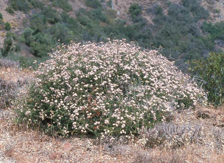 Eriogonum fasciculatum (California Buckwheat) California Buckwheat is the common one that grows in most areas of California and is hardy and very drought tolerant.